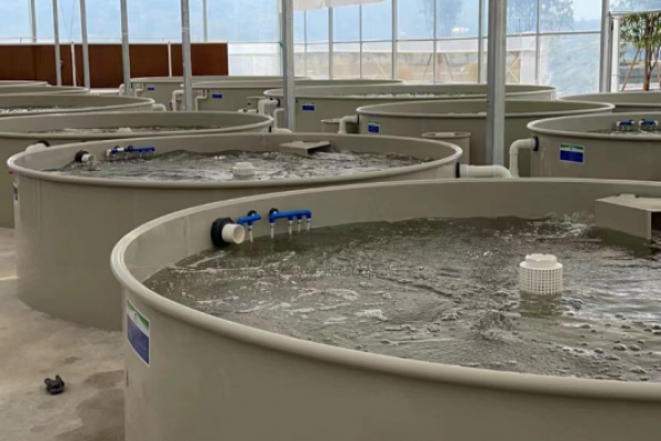 传统水产养殖与循环水养殖优缺点介绍